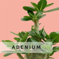 Adenium