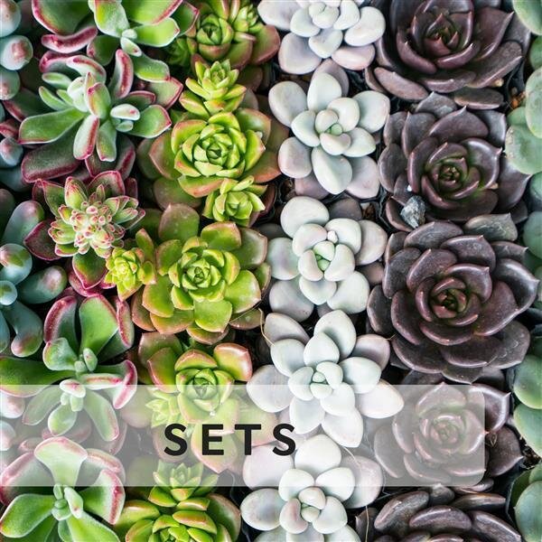Sukkulenten-Sets &amp; Mixe