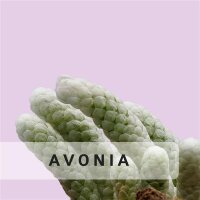 Avonia