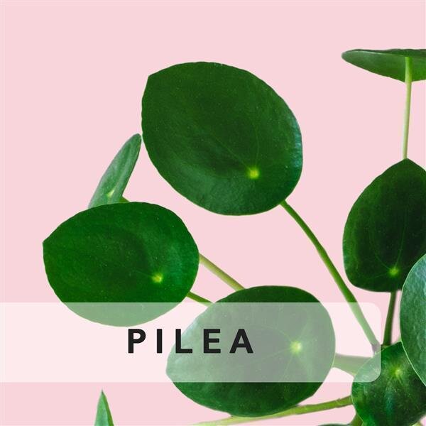 Pilea