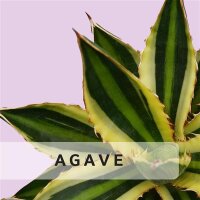 Agave