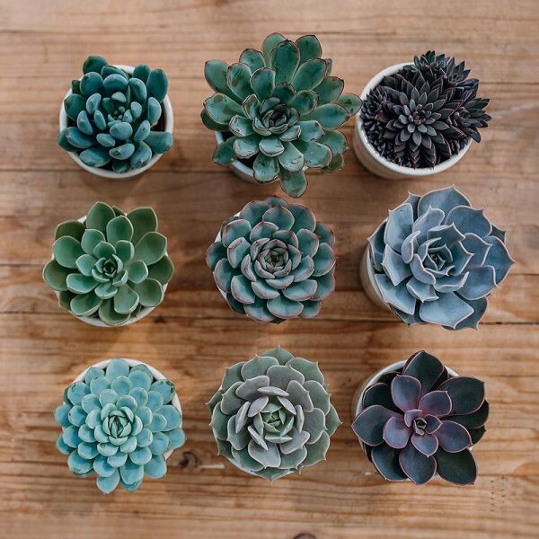 Collections