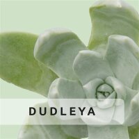 Dudleya