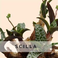 Scilla