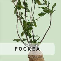 Fockea