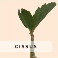 Cissus