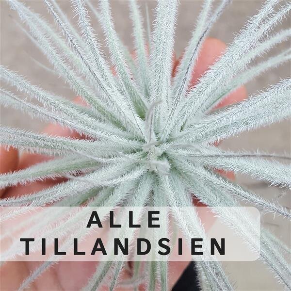 Alle Tillandsien