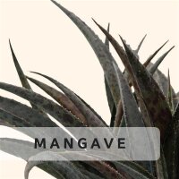 Mangave