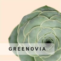 Greenovia