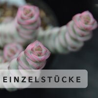 Besondere Einzelstücke