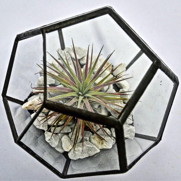 Terrariums, Himmeli & Macramé