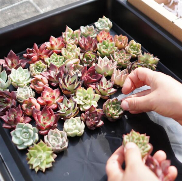Rare succulent cuttings