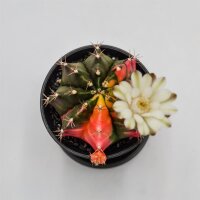 Gymnocalycium etc.