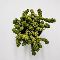 Dischidia