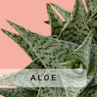 Aloe