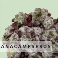 Anacampseros