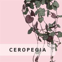 Ceropegia
