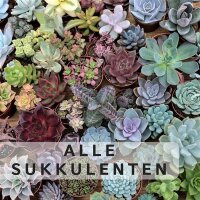 Alle Pflanzen