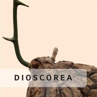 Dioscorea