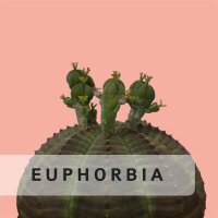 Euphorbia