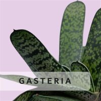 Gasteria