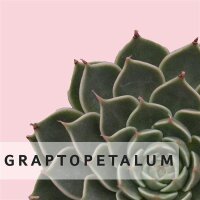 Graptopetalum