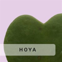 Hoya