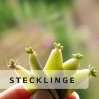 Stecklinge &amp; Unbewurzelte
