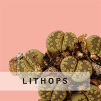 Lithops usw.