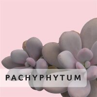 Pachyphytum