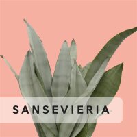 Sansevieria