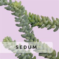 Sedum etc.