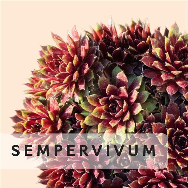 Sempervivum