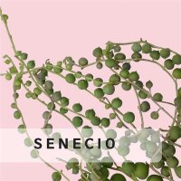 Senecio