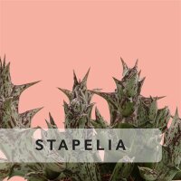 Stapelia usw.