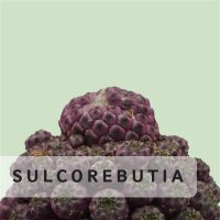 Sulcorebutia