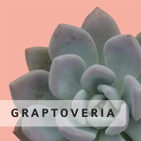 Graptoveria