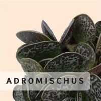 Adromischus