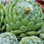 Für den Garten &amp; draußen