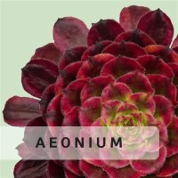Aeonium