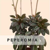 Peperomia