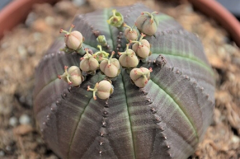 euphorbia obesa, weibliches exemplar mit bestäubten samenkapseln