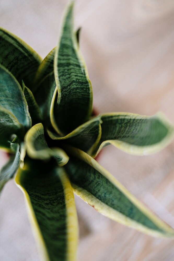sansevieria bogenhanf
