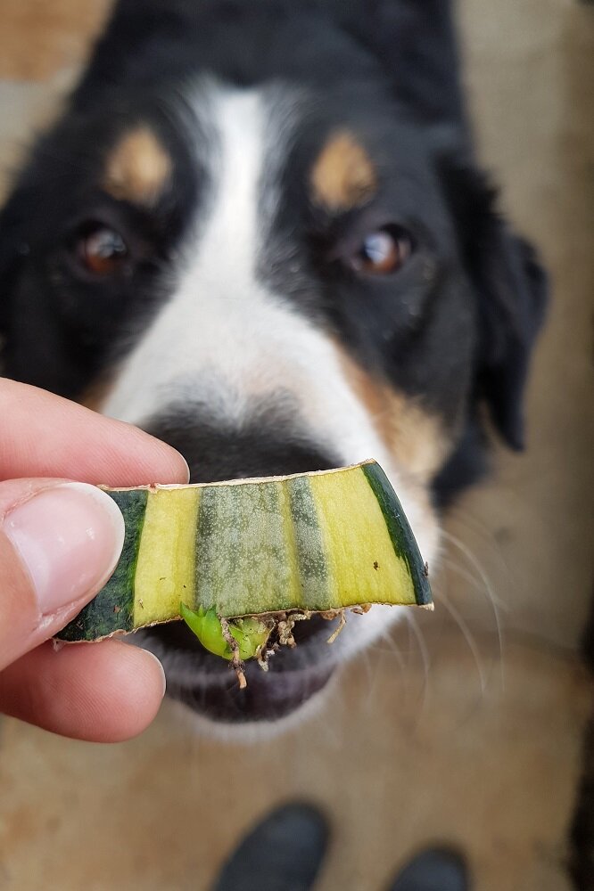 sansevieria blattteilsteckling mit austrieb in der hand gehalten mit hund im hintergrund