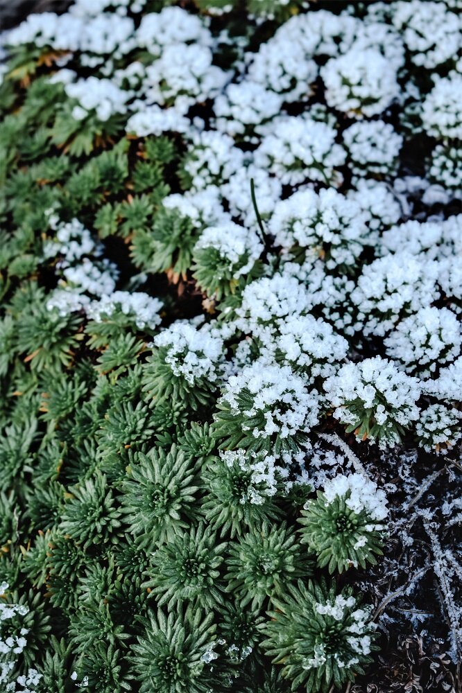 winterharte Sukkulenten mit Schnee bedeckt
