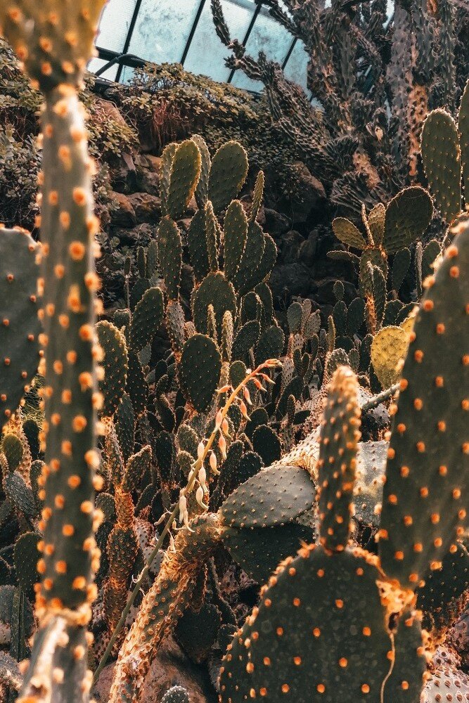 sonnenbeschienene Opuntia, Hasenohr-Kakteen in einem Gewächshaus