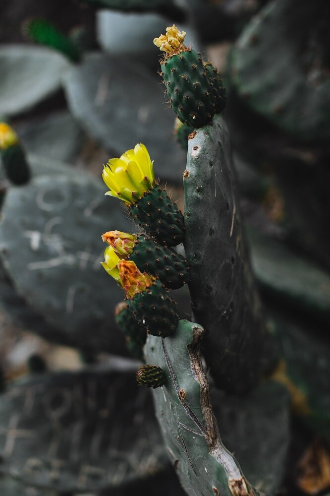 opuntia kaktusfeige sukkulente kaktee mit gelben blüten