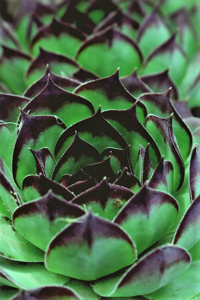 nahaufnahme eines Sempervivum, Hauswurz, Grün-Violett