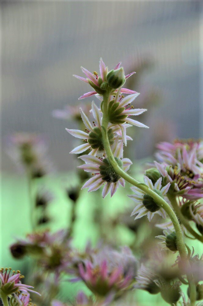 Nahaufnahme einer Hauswurz, Sempervivum Blüte und ihrer Streifen auf den Blütenblättern
