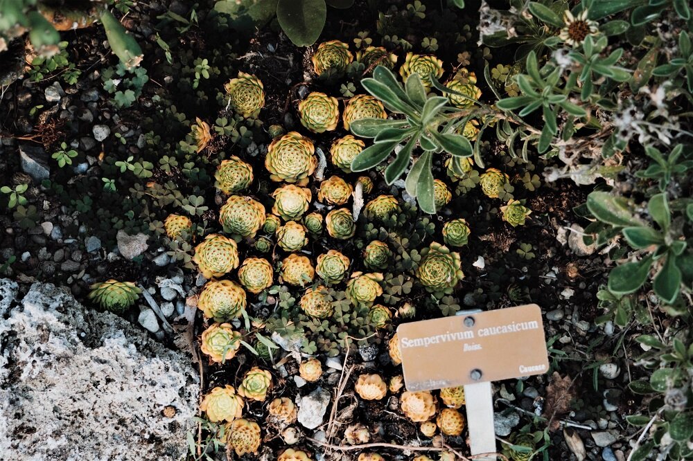 verschiedene Sukkulenten in einem Beet im botanischen Namen mit einem Schild und der genauen Beschriftung der Pflanze